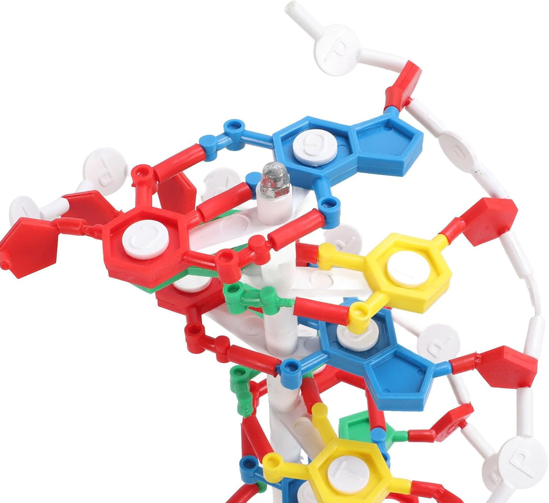 DNA-Strukturmodell, Plastisches Pädagogisches DNA-Doppelhelix-Modell, Lehrmittel für den Biologieunt