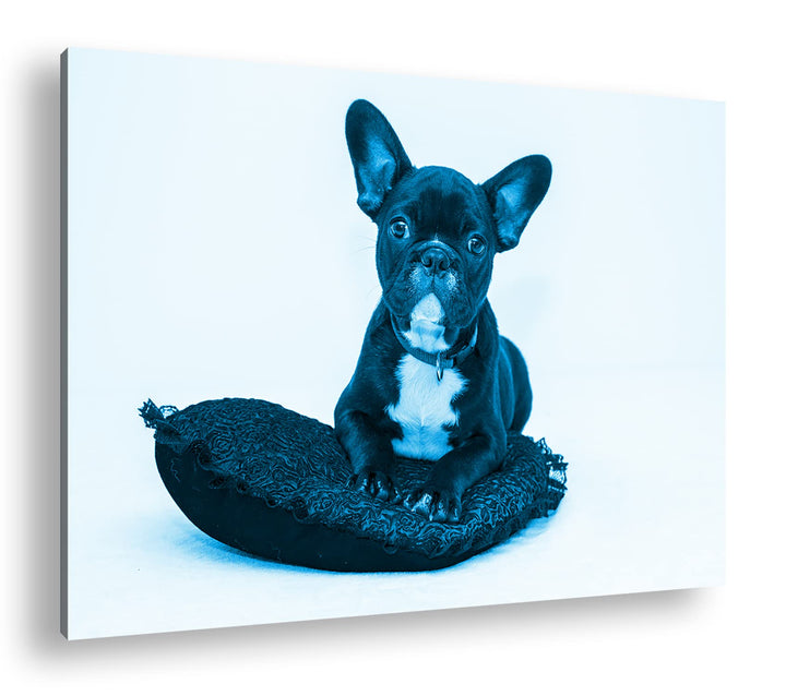 deyoli putzige Bulldogge mit einem Rotem Kissen Format 80x60 Effekt: Monocrome Blau als Leinwandbild