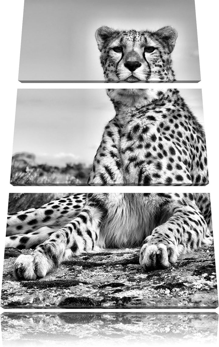 Pixxprint Monocrome, Gepard in Savanne 3-Teiler Leinwandbild 120x80 Bild auf Leinwand