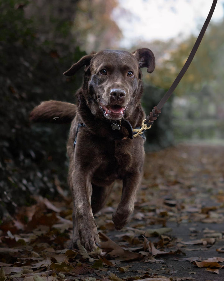 fairwin geflochten Leder Hund Leine 6 ft – K9 Walking Training führt für Deutscher Schäferhund, L:3/