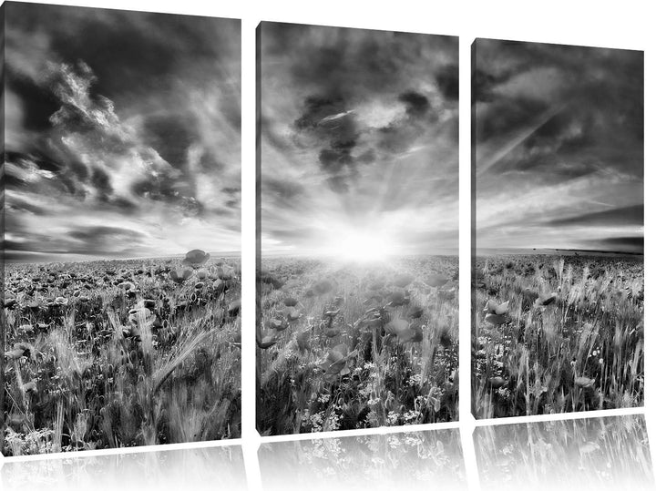 Pixxprint Monocrome, Blühende Mohnwiese in der Sonne 3-Teiler Leinwandbild 120x80 Bild auf Leinwand