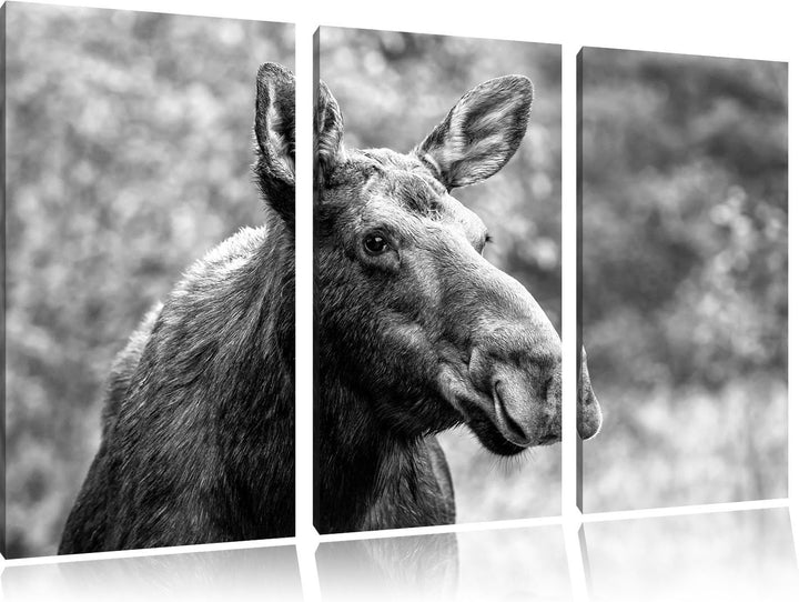 Pixxprint Elch im Wald Kunst B&W 3-Teiler Leinwandbild 120x80 Bild auf Leinwand