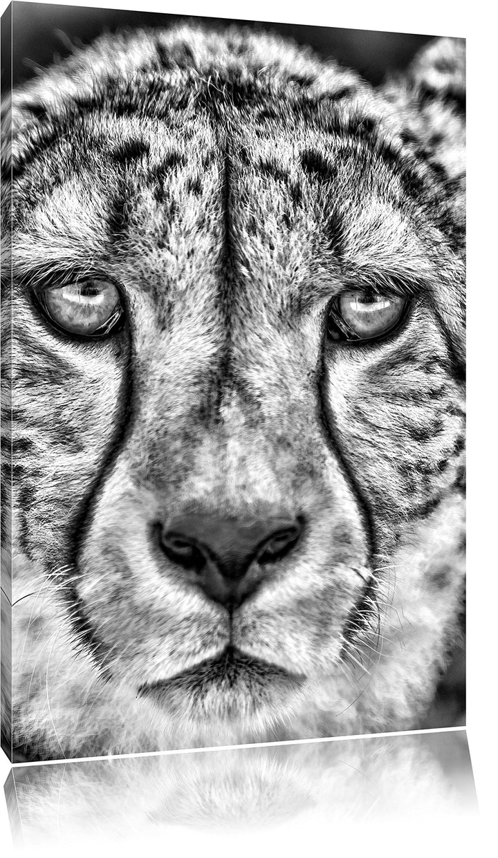 Pixxprint ruhender Gepard als Leinwandbild/Grösse: 100x70 cm/Wandbild/Kunstdruck/fertig bespannt, 10