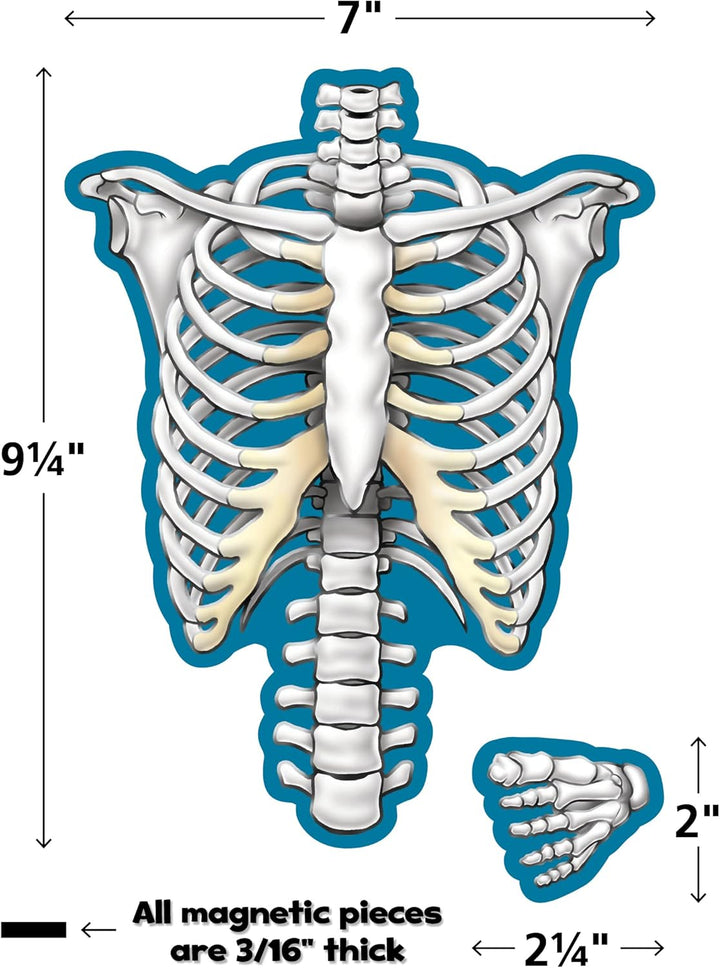 Teacher Created Ressourcen Menschliches Skelett magnetisch Akzente (77241)