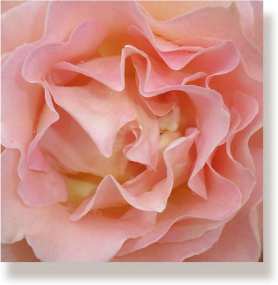WunschPIXEL – Wandbild Blumen auf weissem Acrylglas, Set 4-teilig je 20x20 cm, quadratisch, Rosen, G