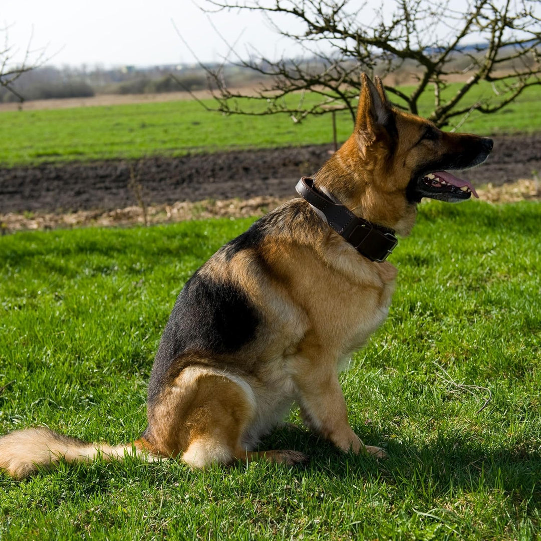 Dingo Braun Halsband aus Weichem Leder mit Griff Speziell für Schäfer Rasse Hund 13103 2.5 x 65 cm (
