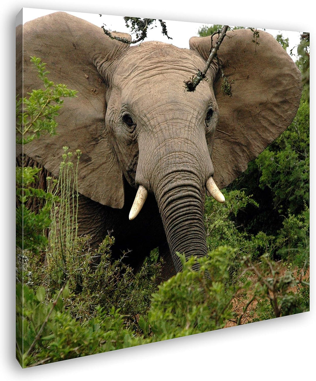 Afrikanischer Elefant in der Natur im Format: 70x70 als Leinwandbild, Motiv fertig gerahmt auf Echth