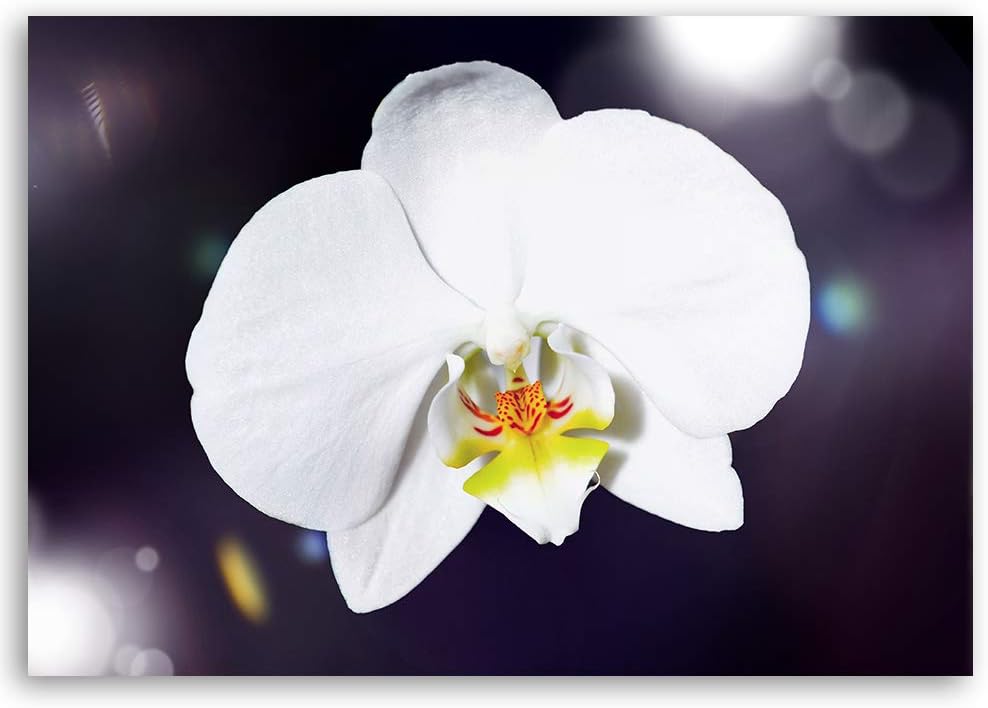 Feeby Wandbild Orchidee Druckbild Leinwandbild Pflanze Weiss 100x70 cm Leinwandbild 100x70 cm Weiss_