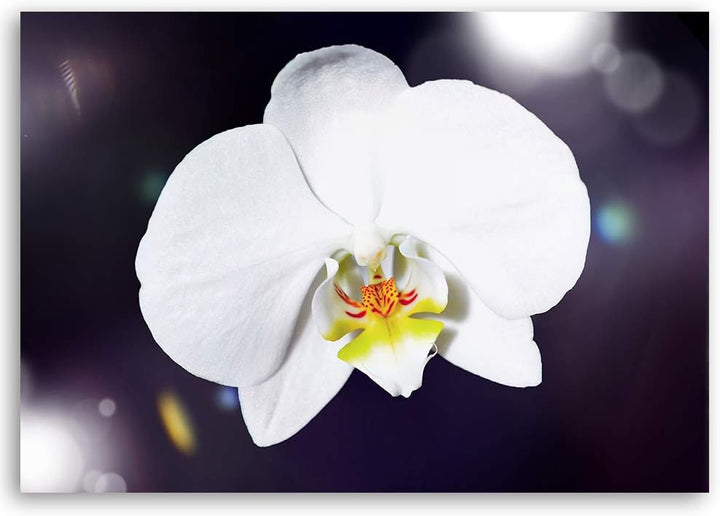 Feeby Wandbild Orchidee Druckbild Leinwandbild Pflanze Weiss 100x70 cm Leinwandbild 100x70 cm Weiss_