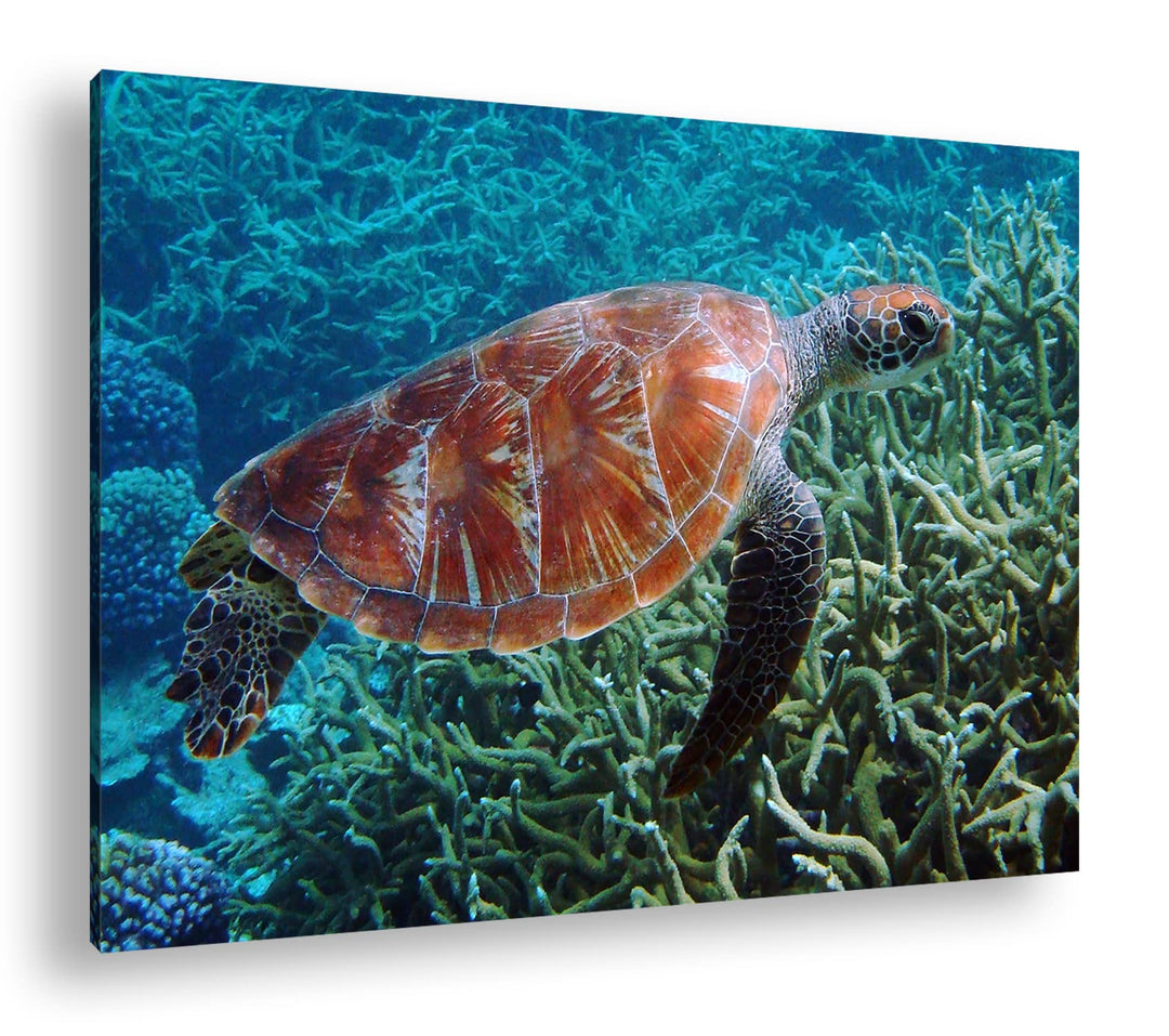 deyoli exotische Schildkröte im Ozean im Format: 80x60 als Leinwandbild, Motiv fertig gerahmt auf Ec