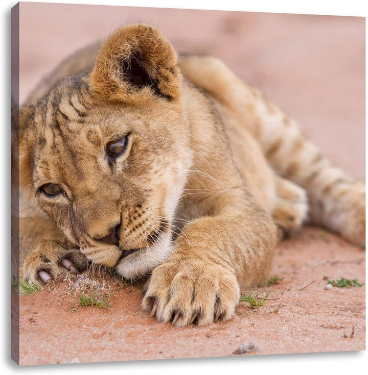 Löwenbaby spielt, Format: 70x70 auf Leinwand, XXL riesige Bilder fertig gerahmt mit Keilrahmen, Kuns