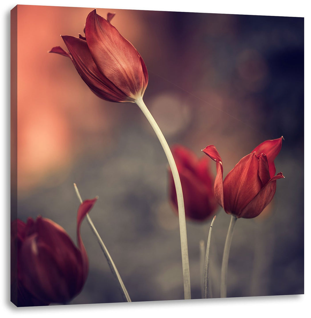 Edle Tulpen im Abendlicht, Format: 70x70 auf Leinwand, XXL riesige Bilder fertig gerahmt mit Keilrah