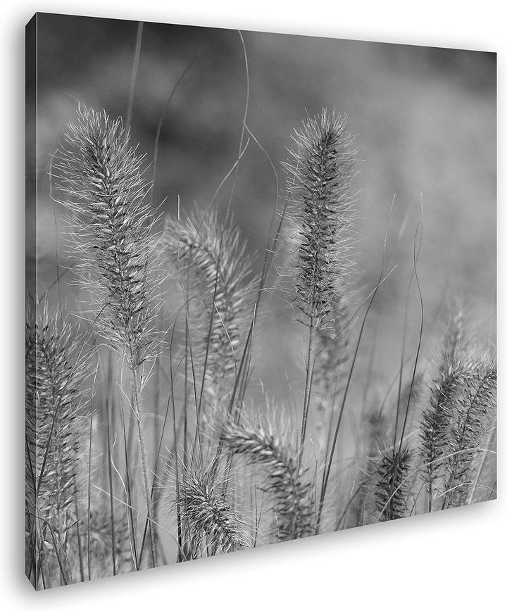 deyoli schöne Weidengräser Format: 60x60 Effekt: Schwarz&Weiss als Leinwandbild, Motiv fertig gerahm