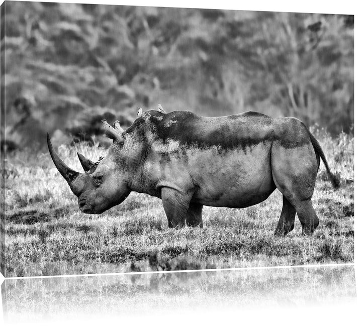 Pixxprint grosses Nashorn in der Savanne / 100x70cm Leinwandbild bespannt auf Holzrahmen/Wandbild Ku