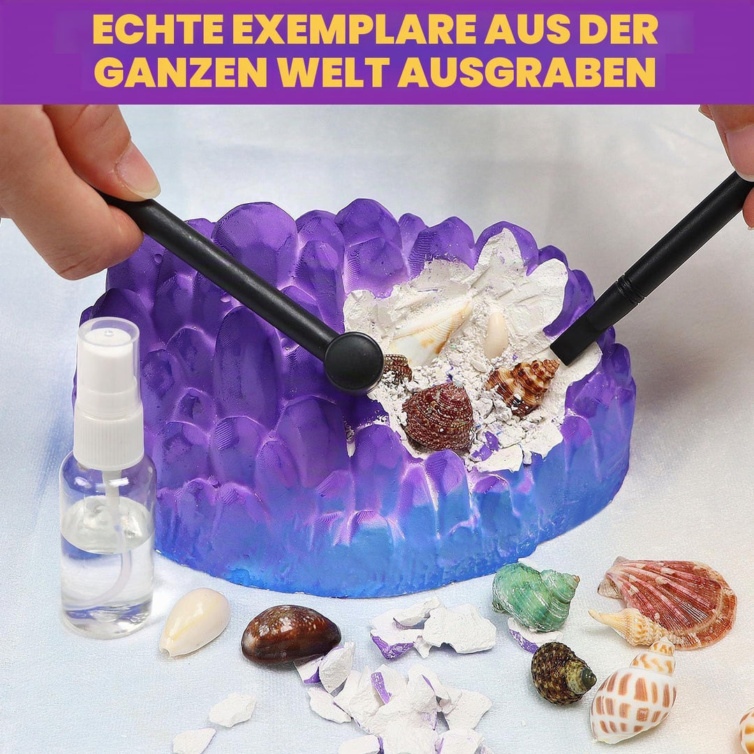 Ocean Fossil Dig Kit, Graben Sie mehr als 20 echte Muscheln und Schnecken aus, lustiges wissenschaft
