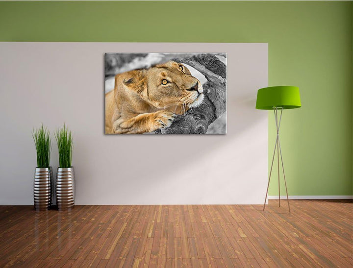 listige Löwin schwarz/weiss Format: 100x70auf Leinwand, XXL riesige Bilder fertig gerahmt mit Keilra
