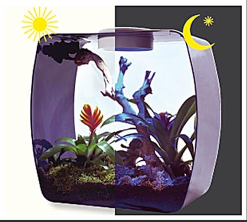 Lucky Reptile Life Box, Grösse:30x18x30 cm. Farbe Beere beere klein, beere klein