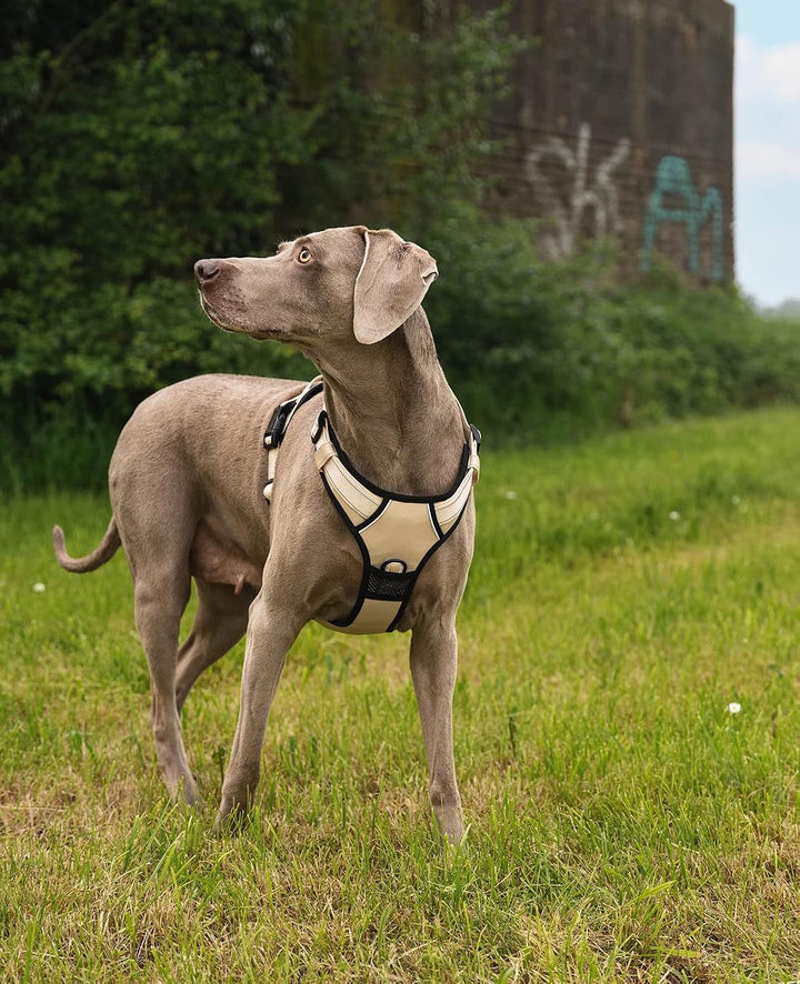 lionto Hundegeschirr gepolstert aus weichem Nylon, Grösse XL, reflektierendes Anti Zug Geschirr für