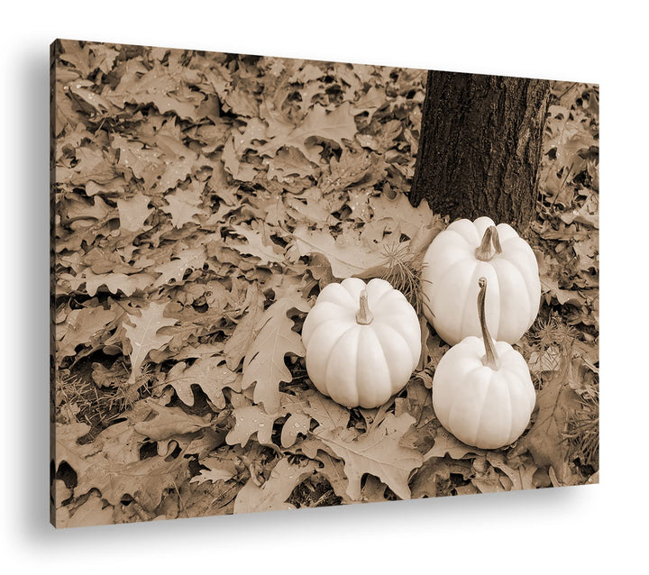 deyoli frische Kürbise Effekt: Sepia Format: 100x70 als Leinwandbild, Motiv fertig gerahmt auf Echth