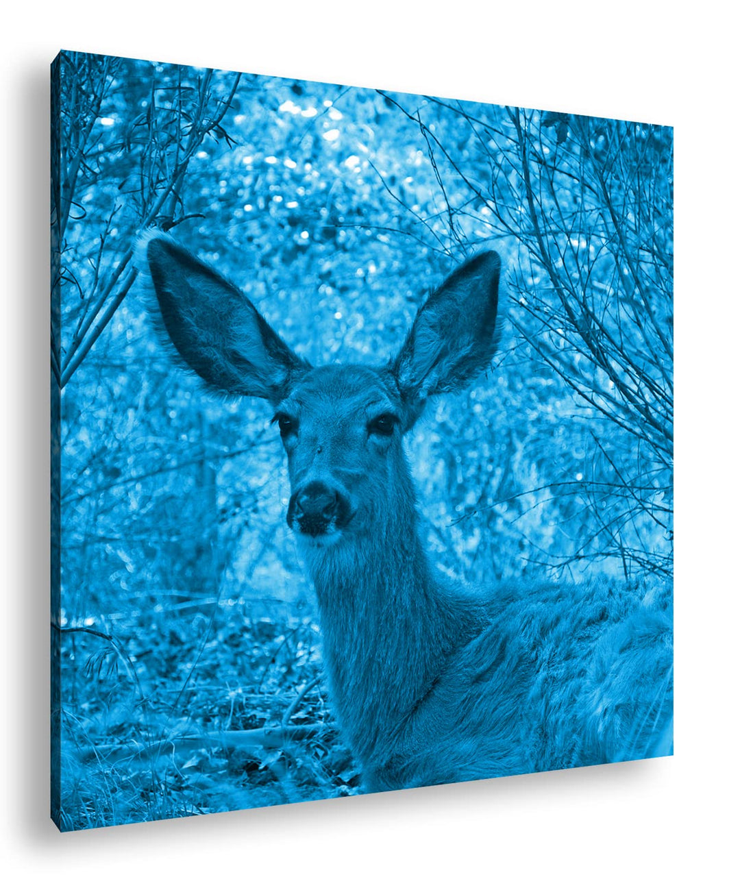 deyoli ruhiges REH im Wald Format: 60x60 Effekt: Monocrome Blau als Leinwandbild, Motiv fertig gerah