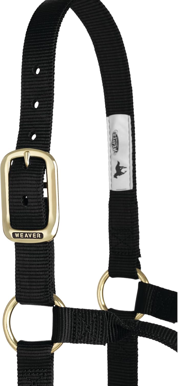 Weaver Leather, nicht verstellbares Halfter Schwarz Large Horse, Schwarz Large Horse