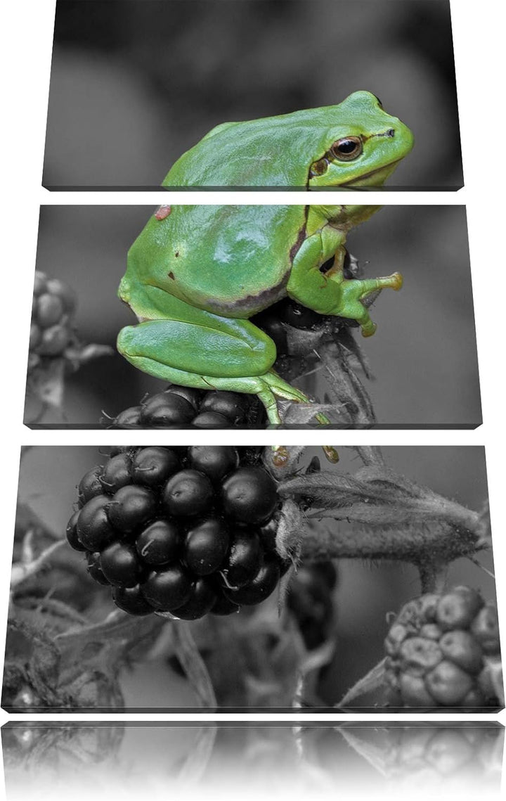 Pixxprint Frosch auf Brombeerstrauch als Leinwandbild/Grösse: 3 Teilig (120x80) cm/Wandbild/Kunstdru