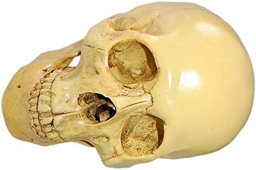 Realistischer, geteilter Totenkopf, zum Sammeln