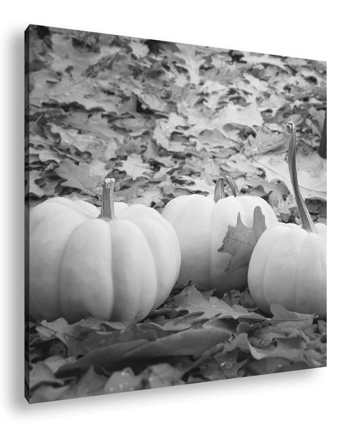 deyoli Herbstliche Kürbise Effekt: Schwarz&Weiss Format: 60x60 als Leinwandbild, Motiv fertig gerahm