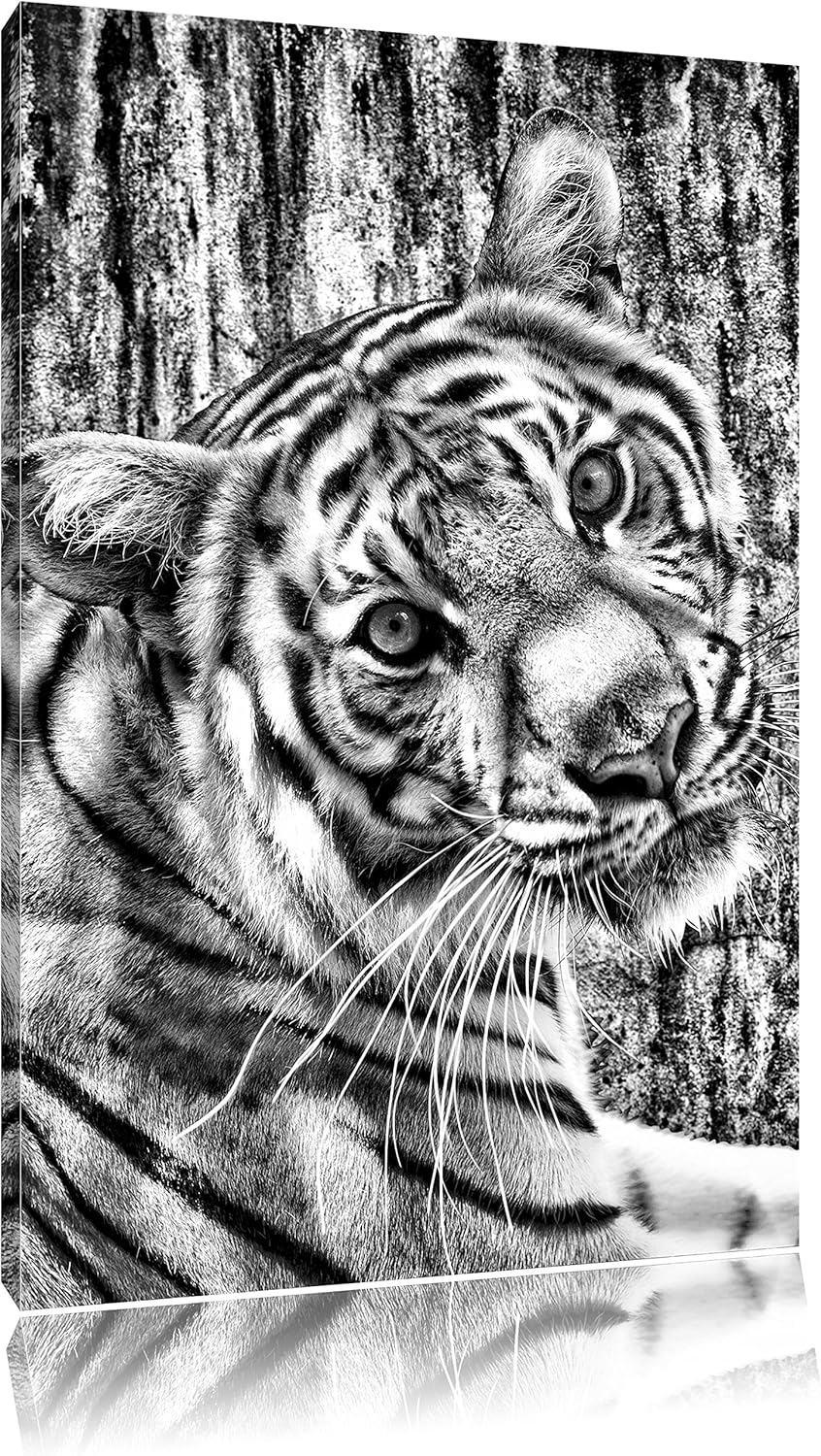 Pixxprint Neugieriger Tiger als Leinwandbild/Grösse: 100x70 / Wandbild/Kunstdruck/fertig bespannt, 1