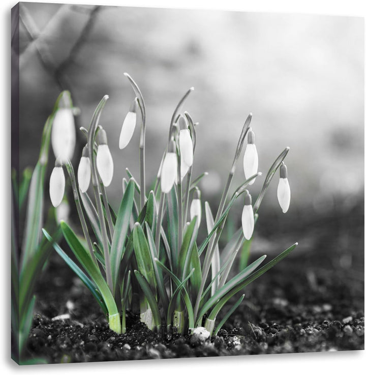 Pixxprint Frühlings Schneeglöckchen als Leinwandbild/Grösse: 70x70 cm/Wandbild/Kunstdruck/fertig bes