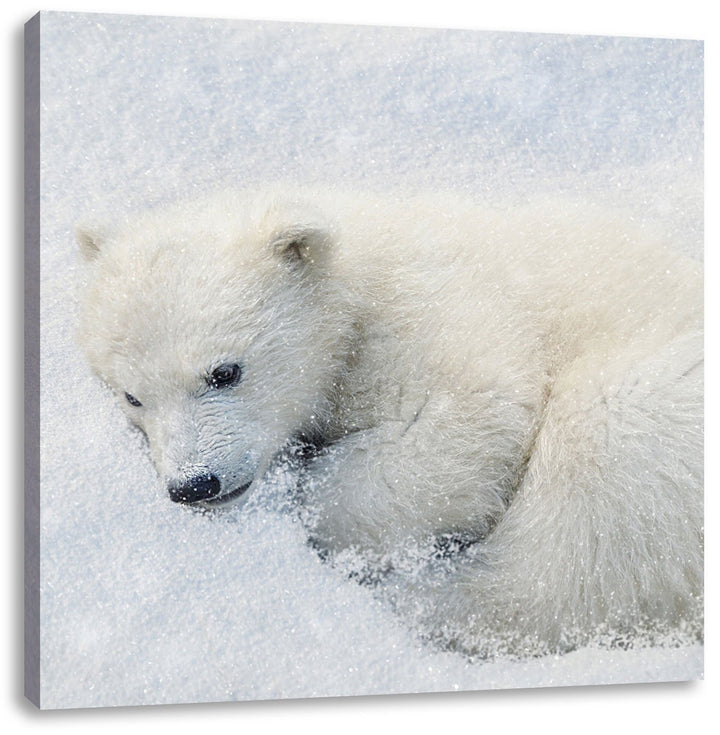 Pixxprint Süsser junger Eisbär im Schnee, Format: 70x70 auf Leinwand, 70x70