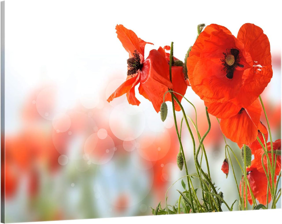 ge Bildet Bild auf Leinwand | Mohn - Blumen Rot Natur D in 120x80 cm als Wandbild XXL | Wand-deko De
