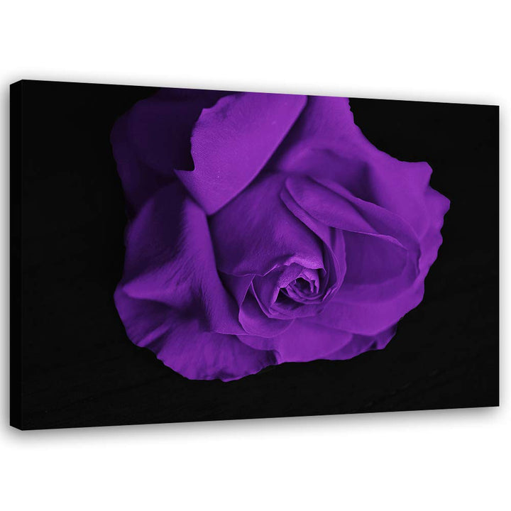 Feeby Leinwandbild Rose Bild Kunstdruck für Wohnzimmer Violett 70x50 cm M14574 70x50 cm, M14574 70x5