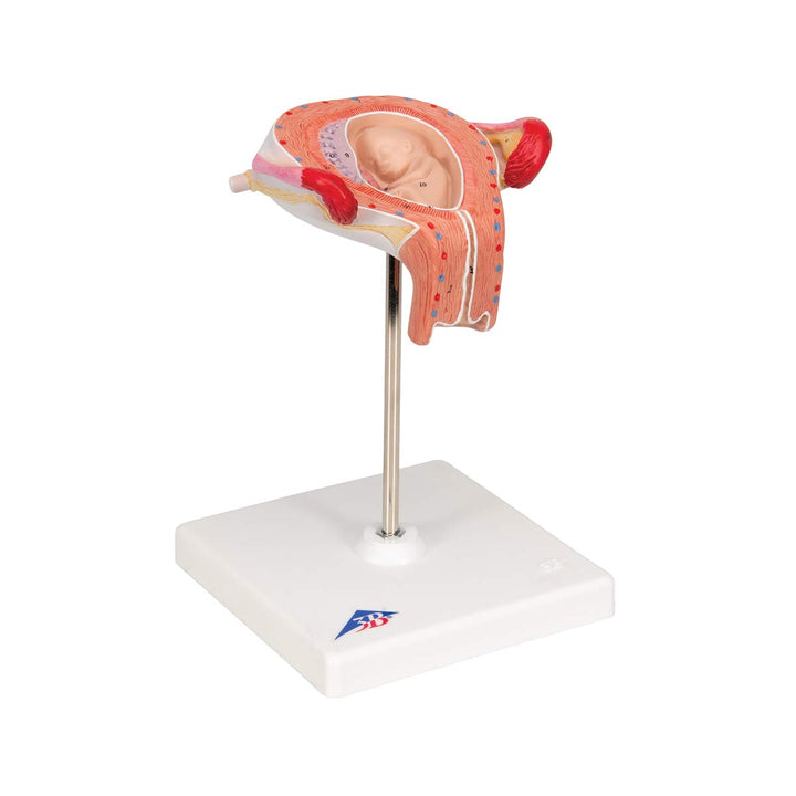 3B Scientific Menschliche Anatomie - Fetus Modell, 3. Monat + kostenlose Anatomie App - 3B Smart Ana