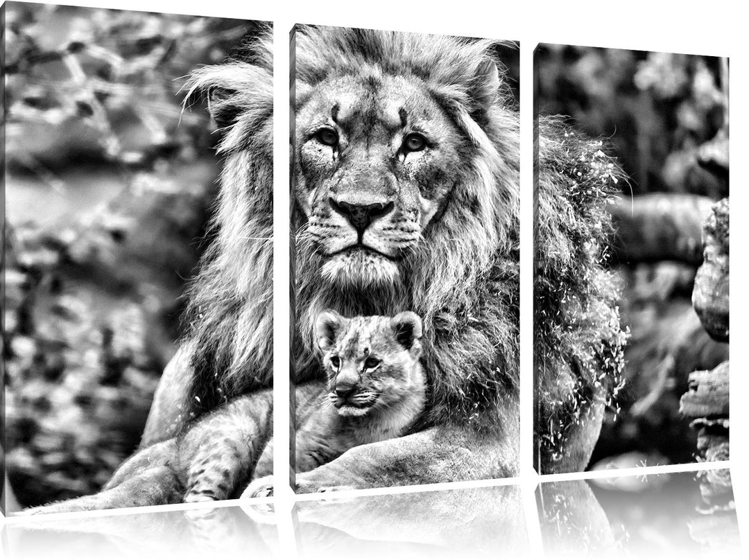 Pixxprint Löwe kuschelt mit Jungtier als Leinwandbild/Grösse: 3 Teilig (120x80) cm/Wandbild/Kunstdru