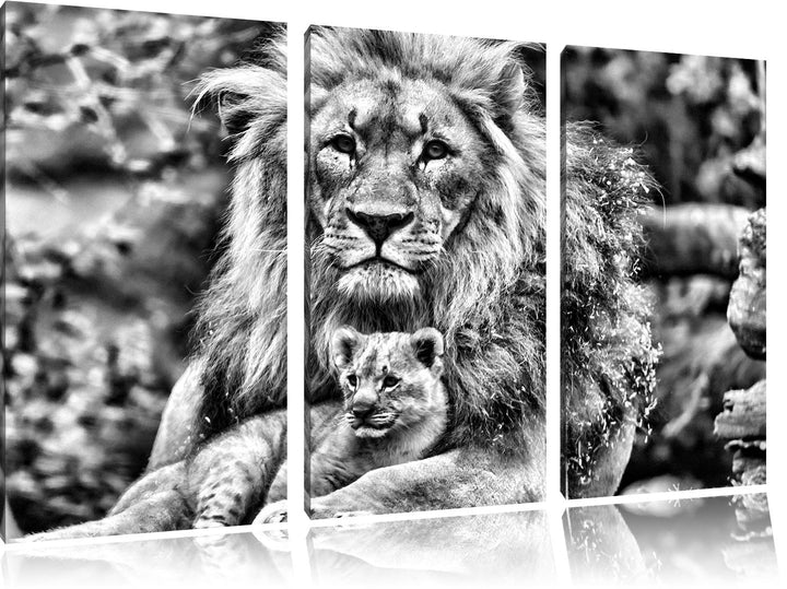 Pixxprint Löwe kuschelt mit Jungtier als Leinwandbild/Grösse: 3 Teilig (120x80) cm/Wandbild/Kunstdru