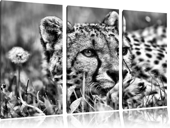 Pixxprint Monocrome, Gepard im Gras 3-Teiler Leinwandbild 120x80 Bild auf Leinwand