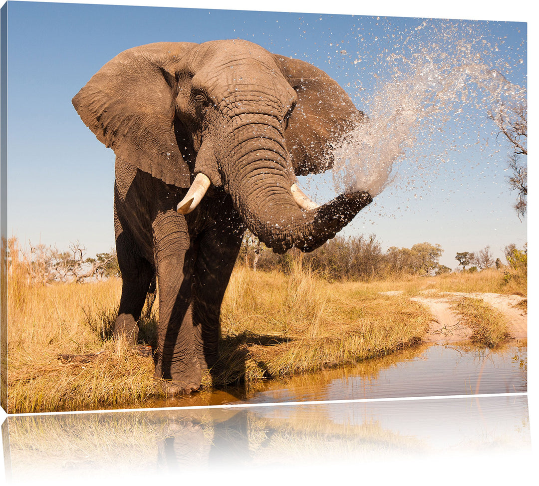 Pixxprint schöner Elefant spritzt mit Wasser als Leinwandbild/Grösse: 120x80 cm/Wandbild/Kunstdruck/