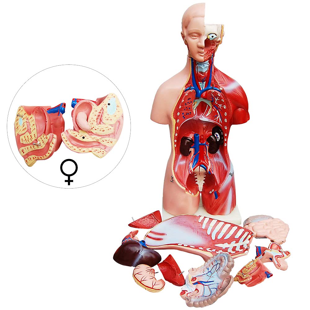 Anatomie Modell Torso 45 cm, Unisex, Detaillierter menschlicher Körper aus PVC mit herausnehmbaren O