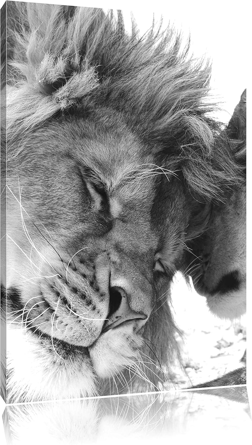 Pixxprint Bezauberndes kuschelndes Löwenpaar als Leinwandbild/Grösse: 100x70 / Wandbild/Kunstdruck/f