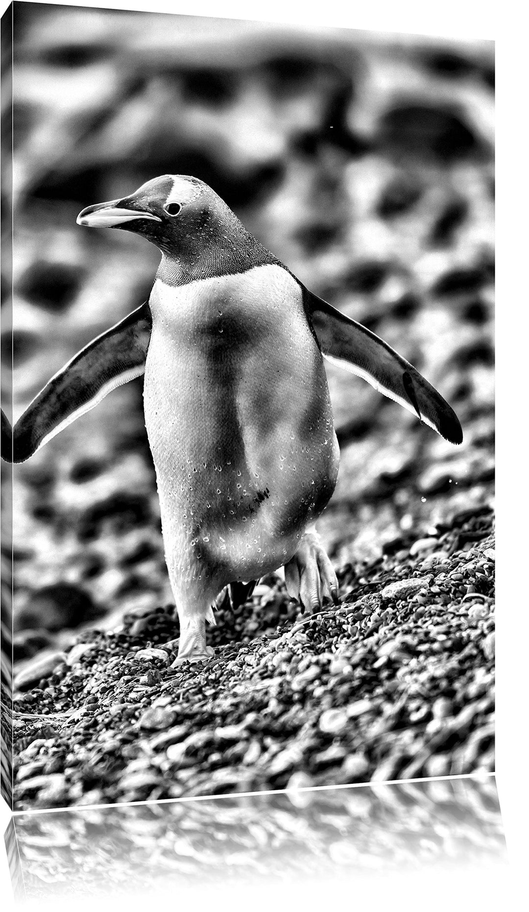 Monocrome, Pinguine, Format: 100x70 auf Leinwand, XXL riesige Bilder fertig gerahmt mit Keilrahmen,