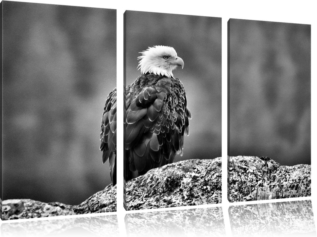 Pixxprint wachsamer Adler auf Fels als Leinwandbild/Grösse: 3 Teilig (120x80) / Wandbild/Kunstdruck/