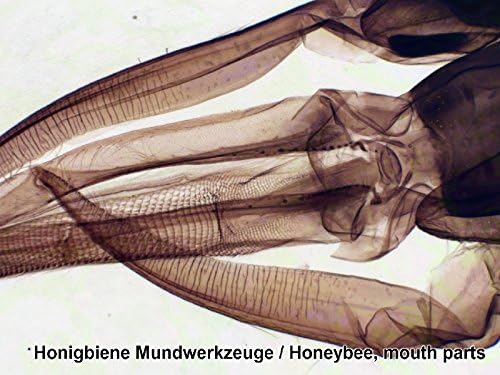Bresser Dauerpräparate für Mikroskop (50 Stück), vorgefertigte und konservierte Präparate zu verschi
