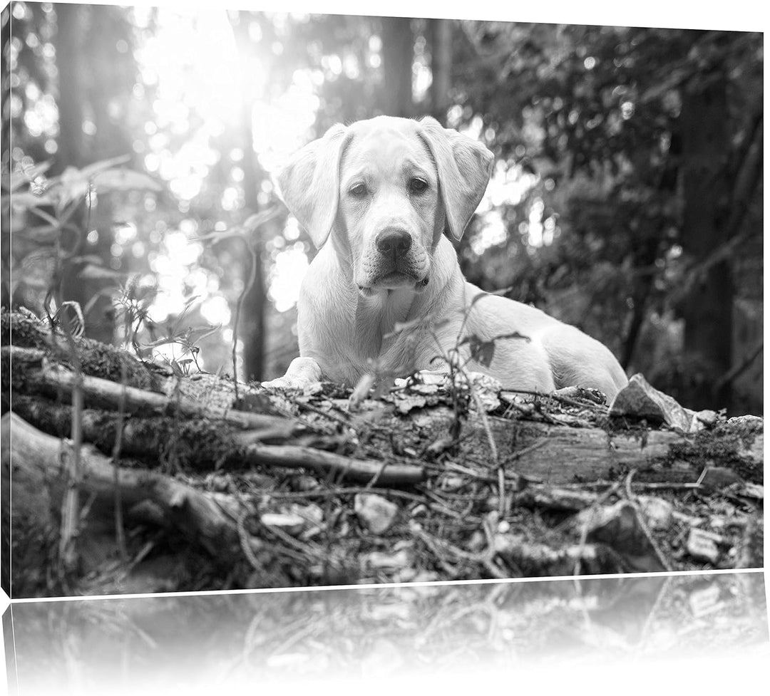 Pixxprint Hund im Wald bei Sonneuntergang / 100x70cm Leinwandbild bespannt auf Holzrahmen/Wandbild K