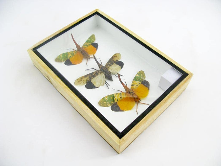 Echte exotische riesige Käfer, Insekten und Krabbler im Schaukasten - Insekten - Taxidermie (3x Pyro