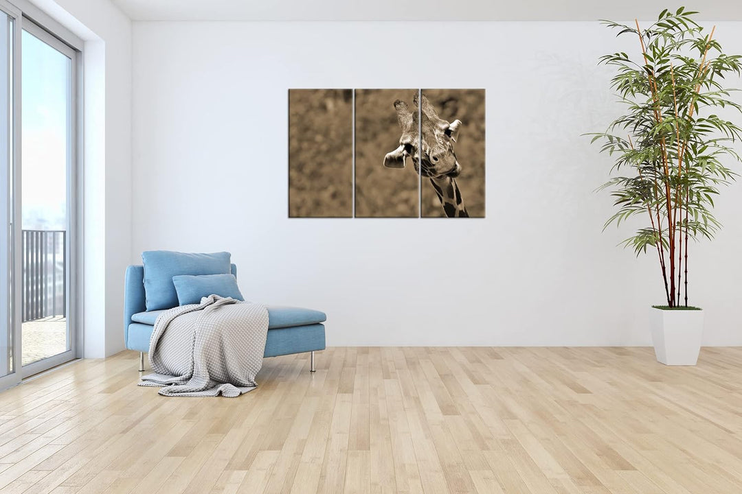 deyoli lustige Giraffe Format: 120x80 cm (3Teilig) Effekt: Sepia als Leinwandbild, Motiv fertig gera