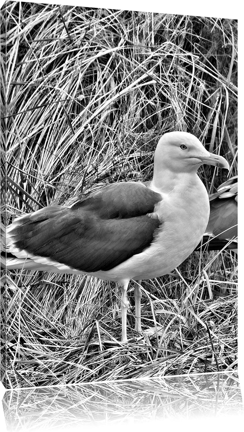 Pixxprint Monocrome, Zwei Möwen im hohen Gras, Format: 100x70 auf Leinwand, 100x70