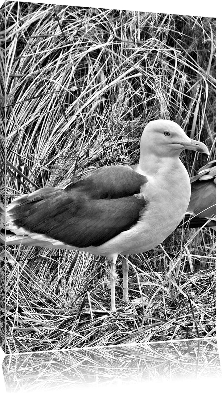Pixxprint Monocrome, Zwei Möwen im hohen Gras, Format: 100x70 auf Leinwand, 100x70