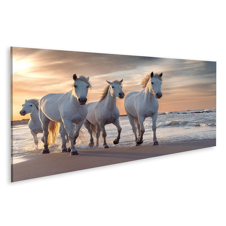 islandburner Bild auf Leinwand Weisse Pferde Camargue Frankreich Herde Bilder Wandbilder Poster Lein