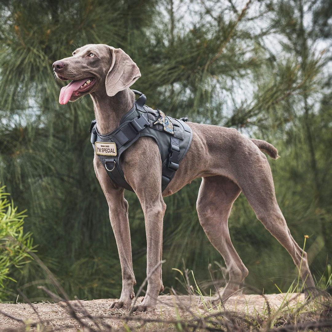 OneTigris Taktische Hundeweste Service Hundegeschirr MOLLE Hundeausbildung Geschirr 1000D Nylon (M,
